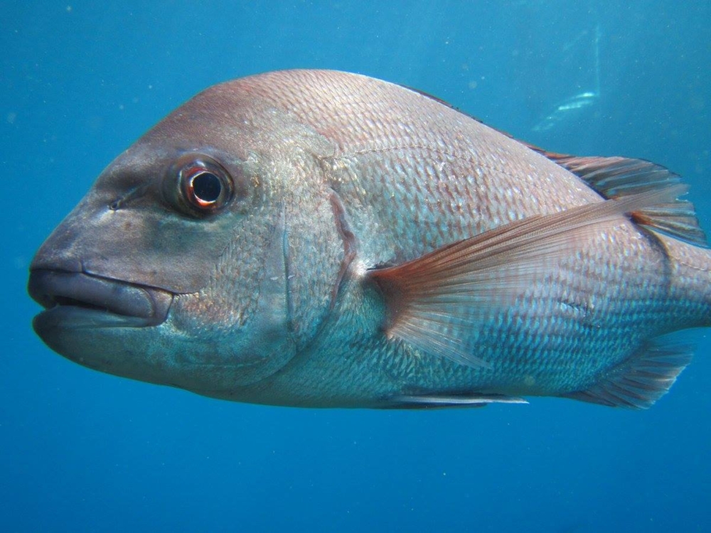 Snapper-Darren-Spratt