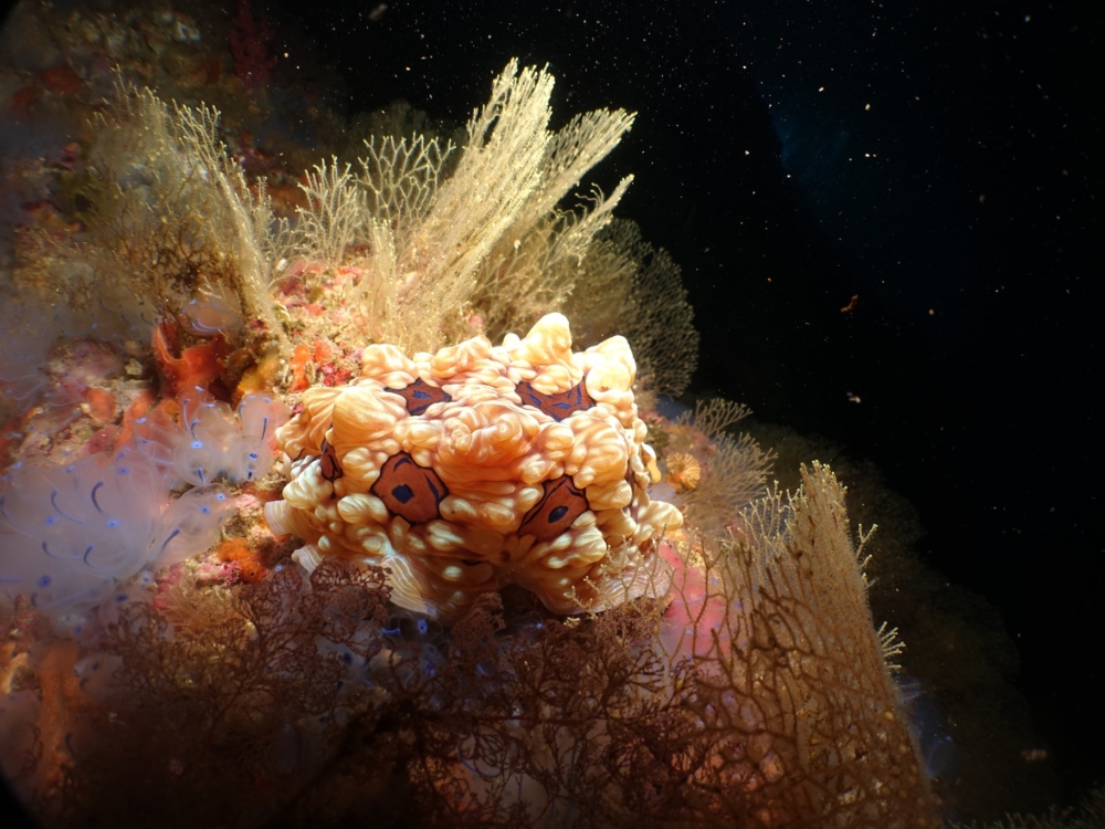 Simone-Gem-and-Tunicates