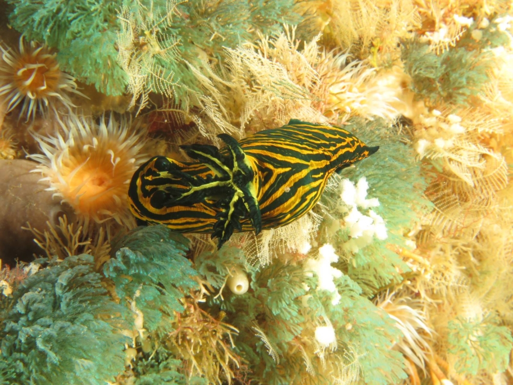 13072767 10156992572705128 2938774830372584802 o