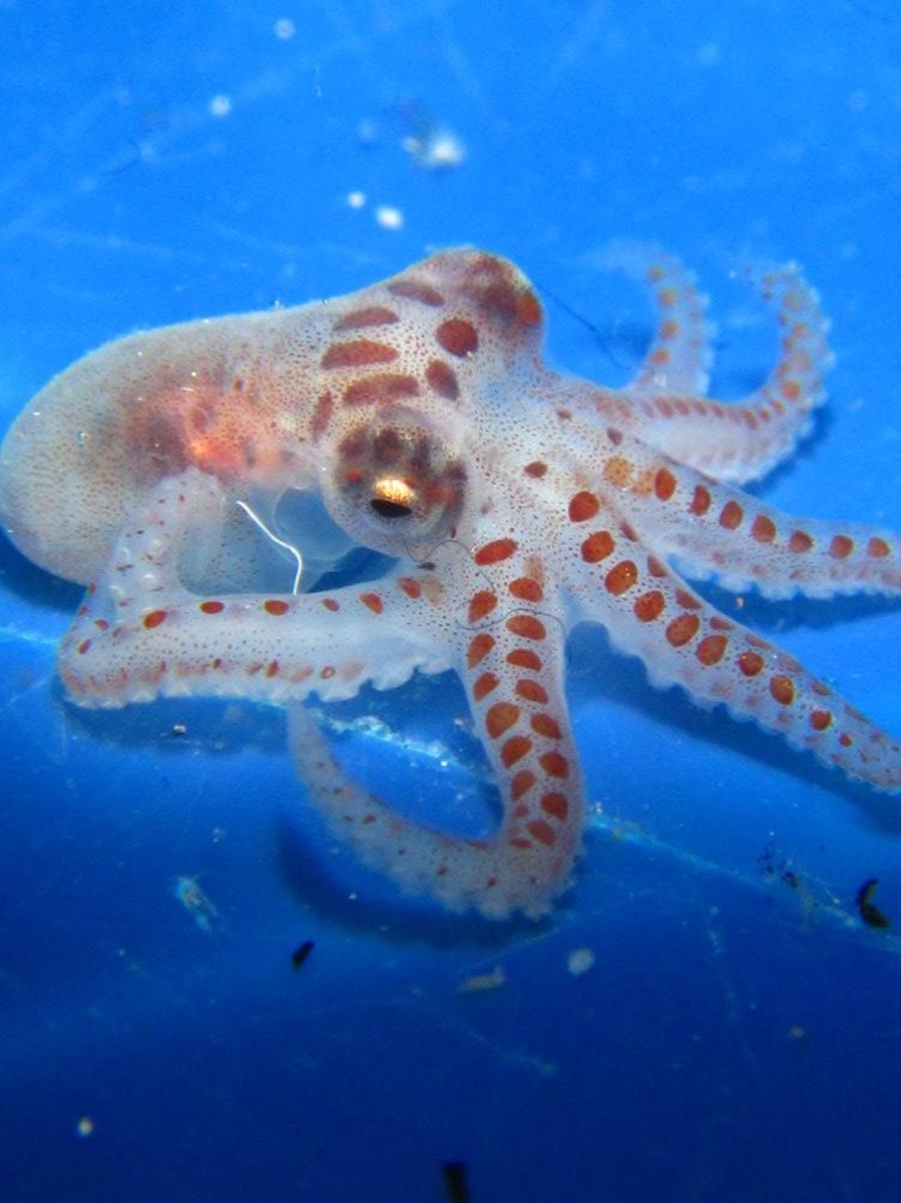 13301428 10157134341170128 4952085411410173860 o