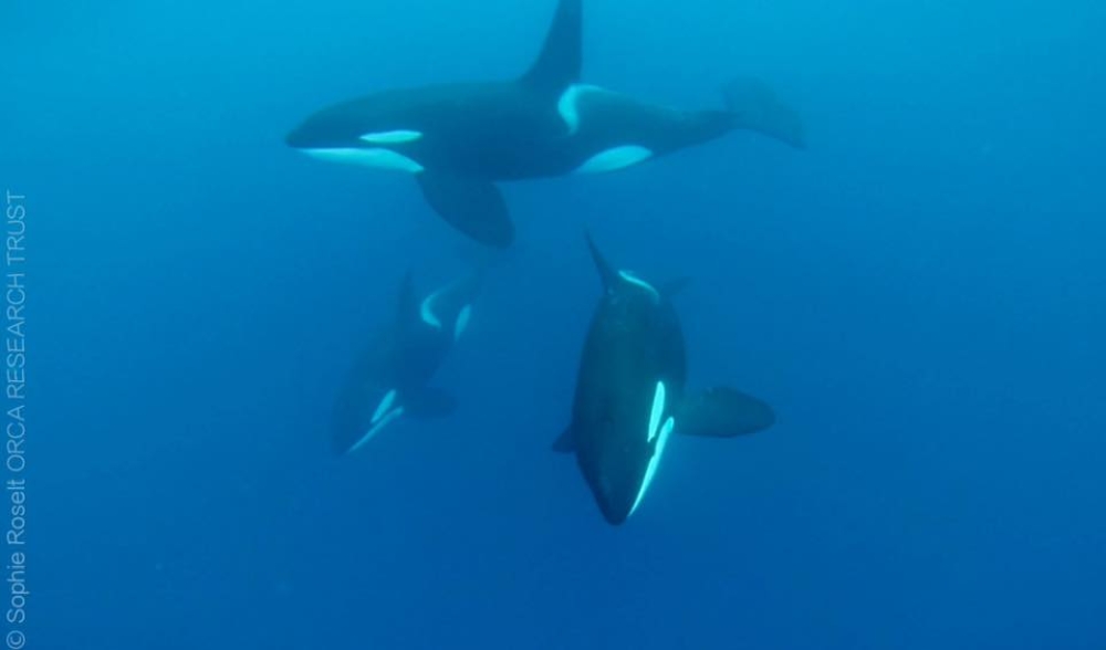 20155791 10158992731255632 3443115035093671638 n