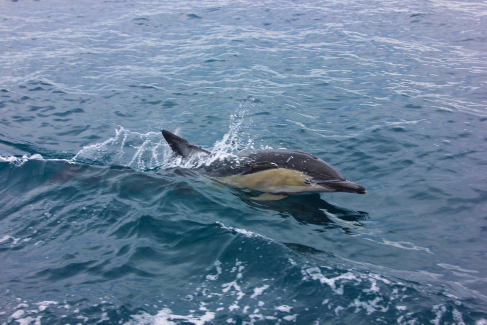 29339671 1855296047823582 1234969506107883520 o