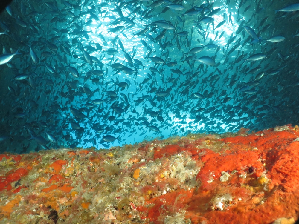 67772149 10162147169025128 6306258810944094208 o