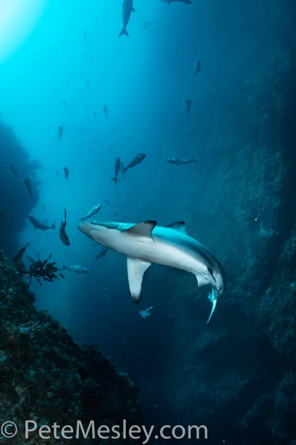 87876379 10156704499716965 7894185387952701440 n