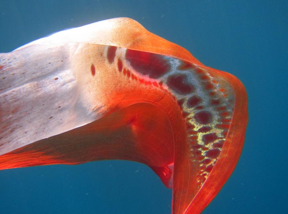 Bright-Arrow-29.12.15-59-001