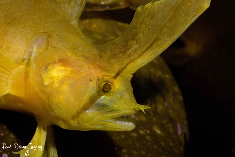 CAndrewRaak20171201 MG 6354