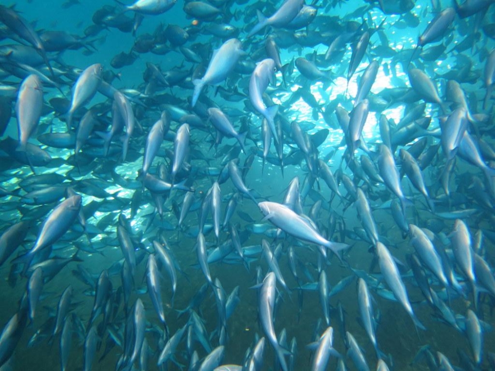 Caly-10.12.15-Chris-5