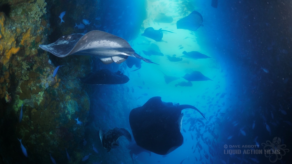 Dave-Abbott-stingray-stack