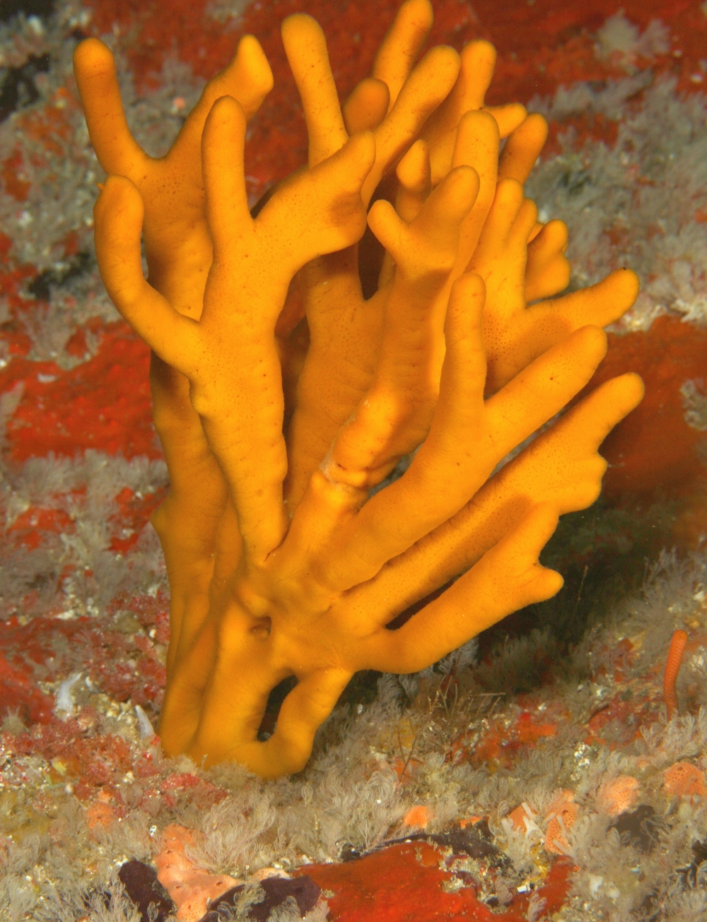 Dive-Tutukaka-Poor-Knights-Islands-TRADE-Use-17