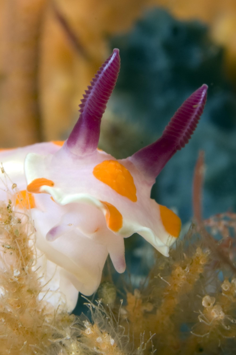 Dive-Tutukaka-Poor-Knights-Islands-TRADE-Use