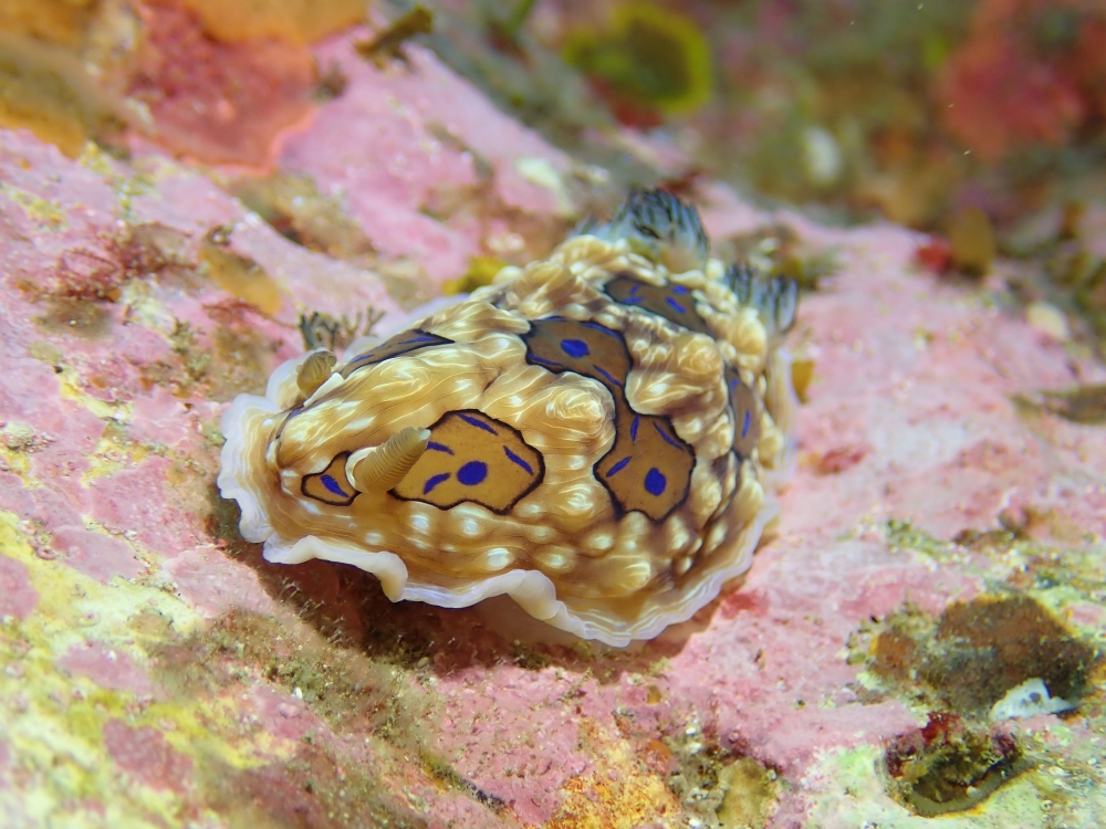Gem-Nudi