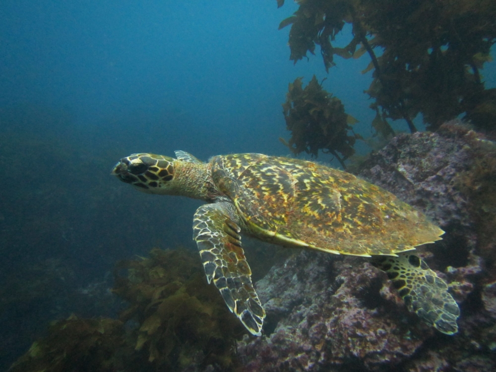 Hawksbill