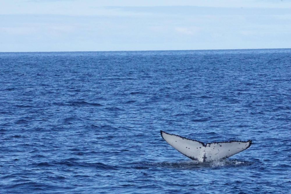 Humpback-tail-Hunter Malcon