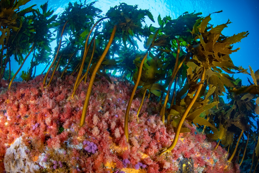 Ian Skipworth amazing colour