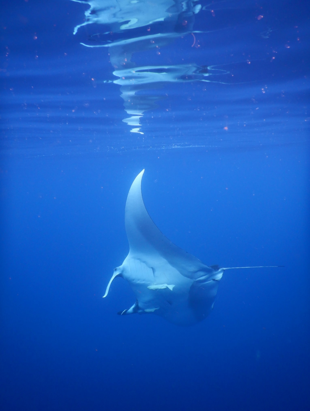 Manta