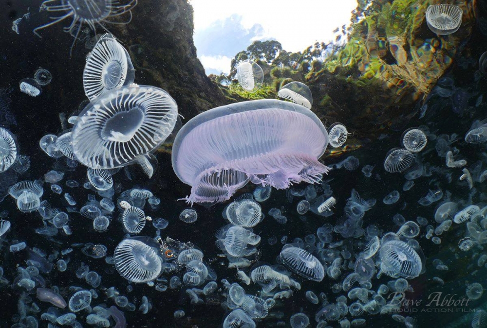 MoonJelliesDaveAbbott