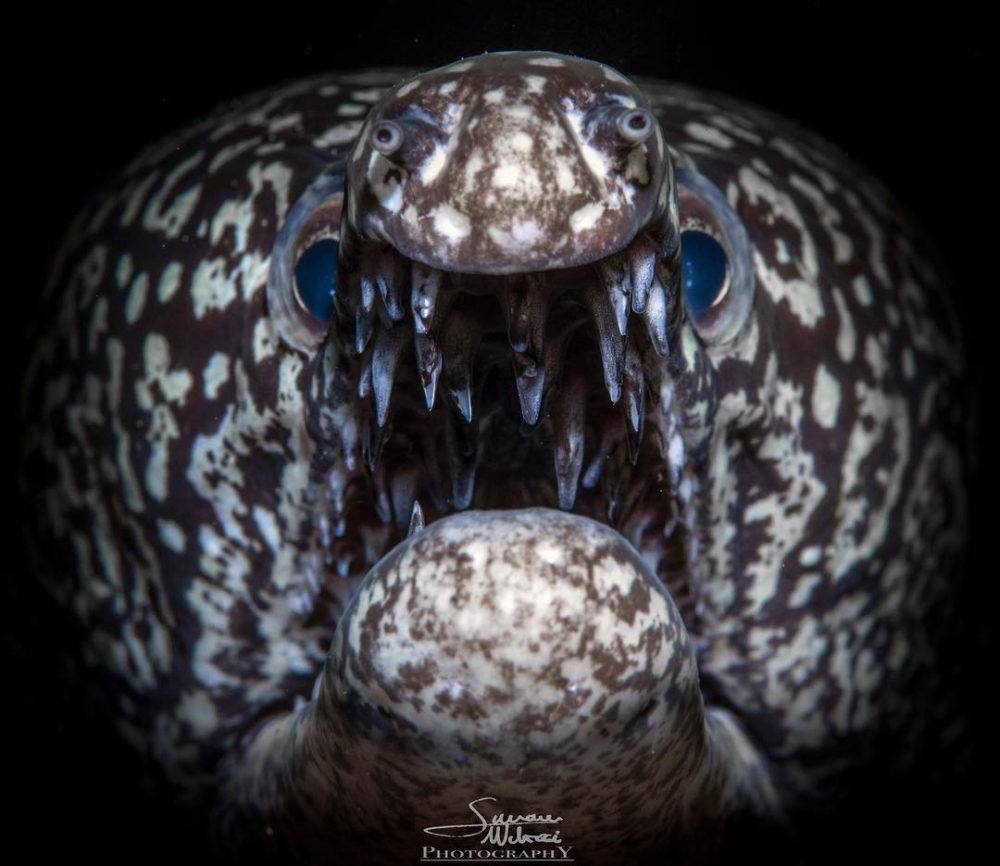 Mosaic Moray Simone Mattucci