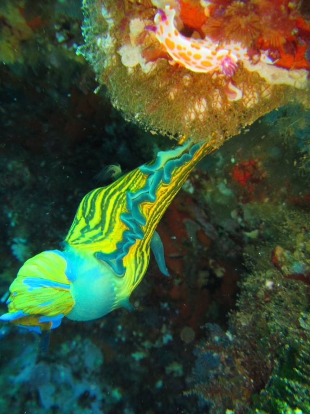 Nudi-Eating