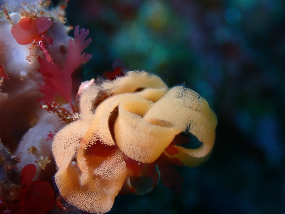Nudibranch-egg-rosette