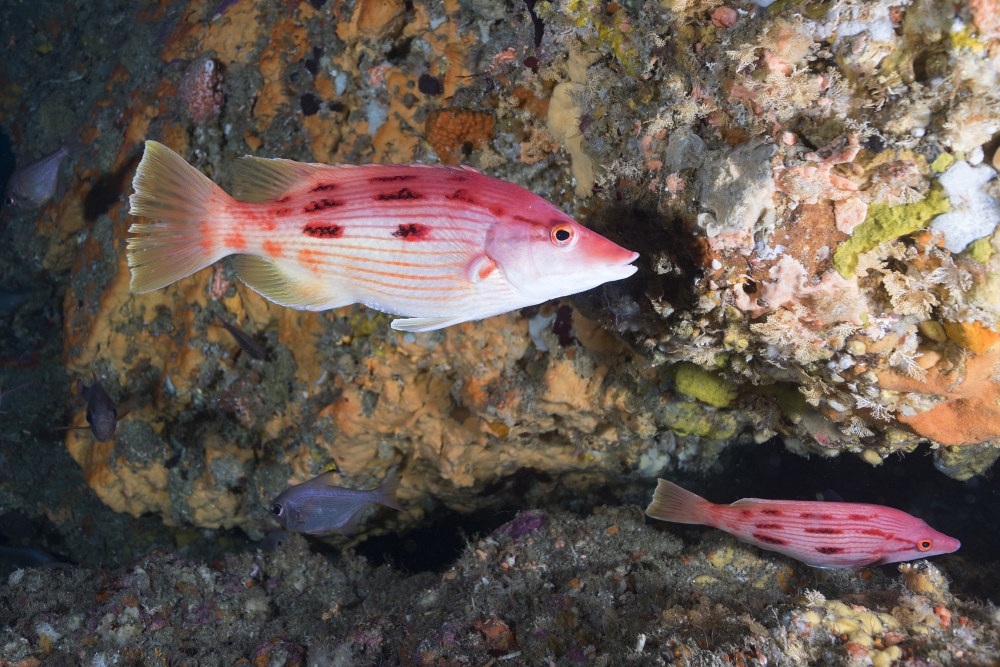Red-Pigfish
