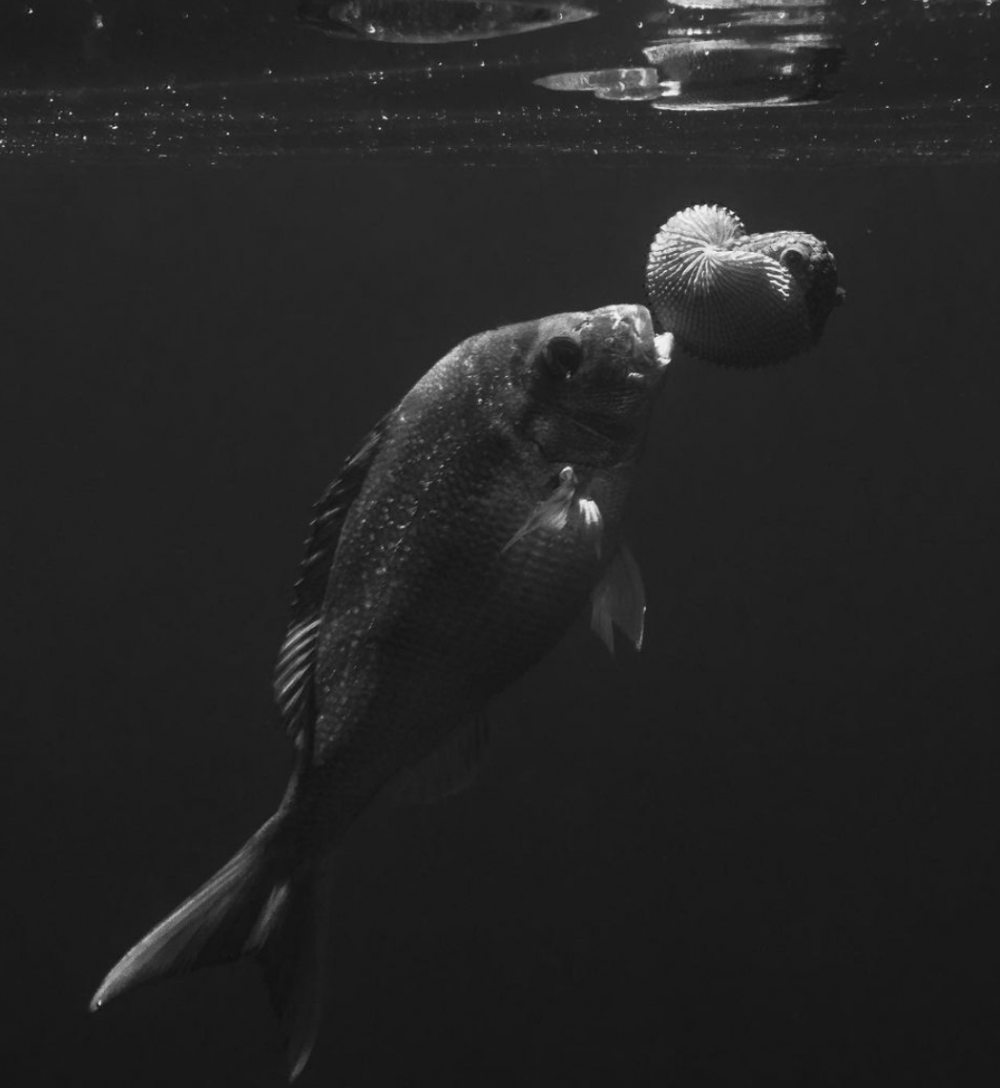 Screen-Shot-2020-11-21-at-3.26.10-PM