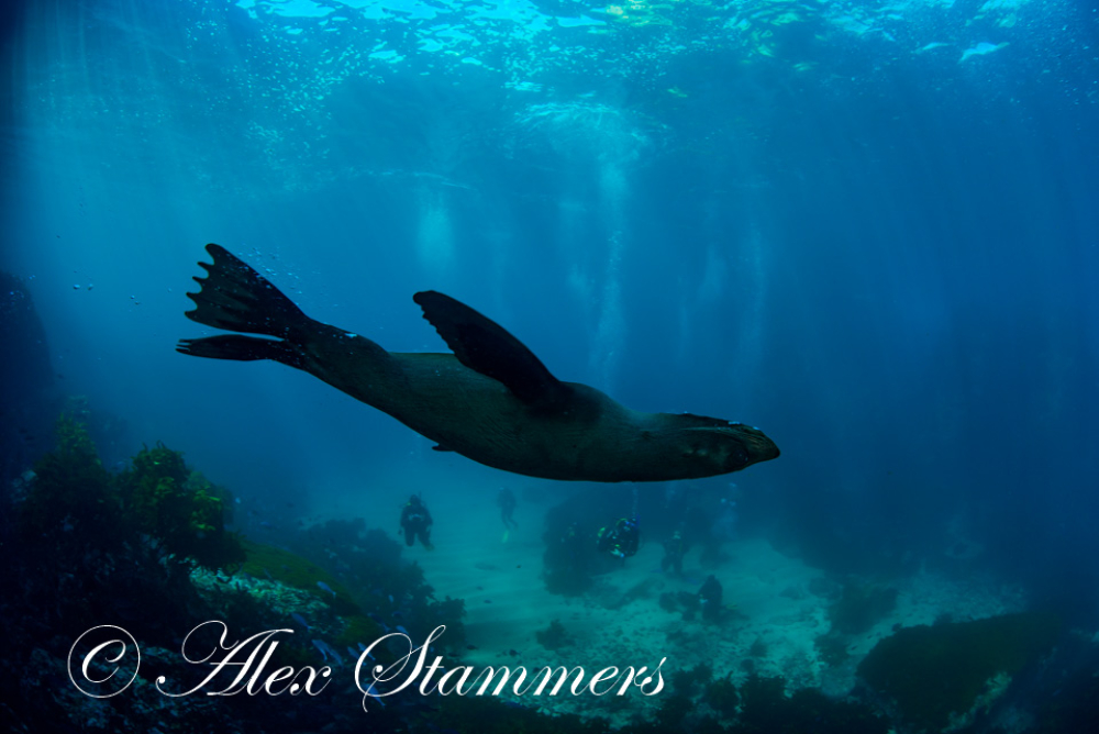 Seal-Alex-Stammer