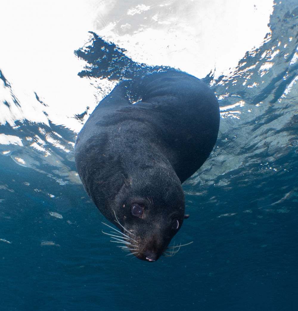 Seal-Back-in-town-Simone