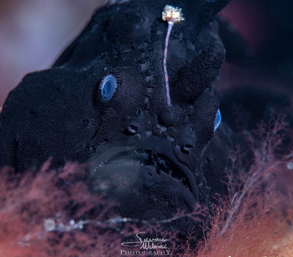 Simone-Matucci-Frogfish