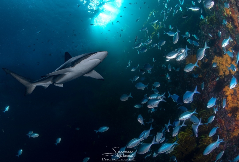 Simone-Matucci-bronze-whaler