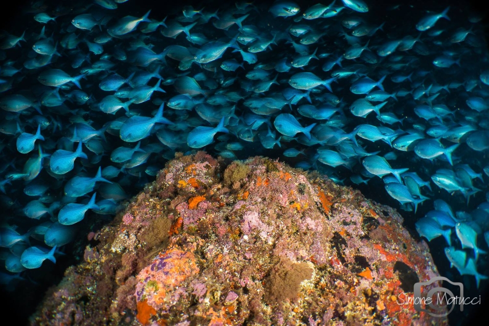 Simone school of fish