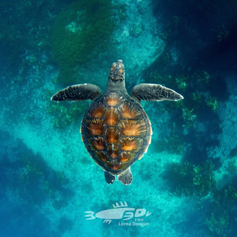 Turtle Lorna