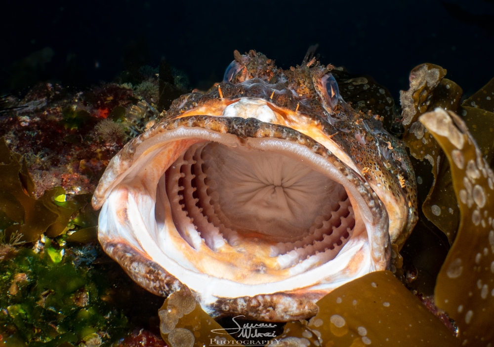 scorpionfish-copy