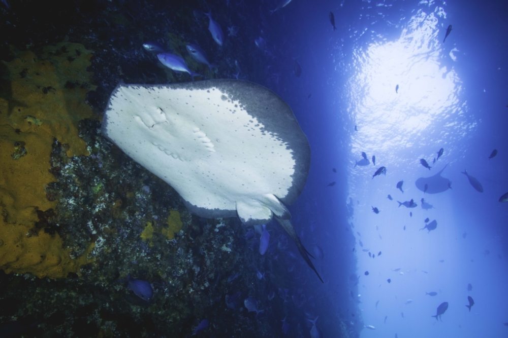 sting-ray-jack-austin