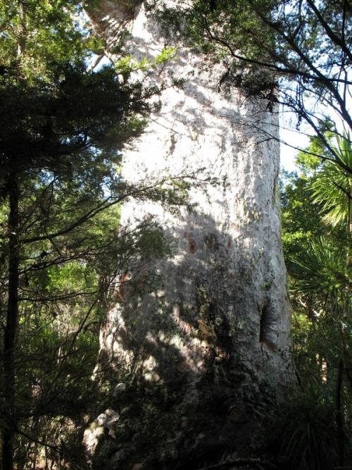 Tane Moana naming 2008 14