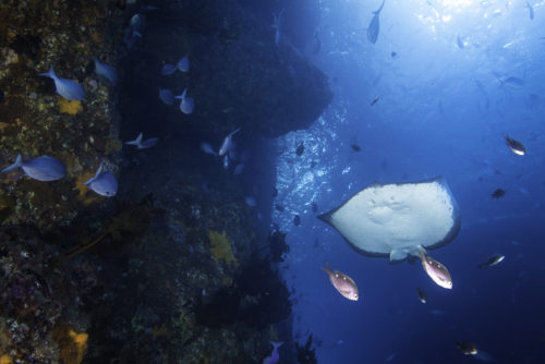 stingray1.jpg#asset:2461:contentImage