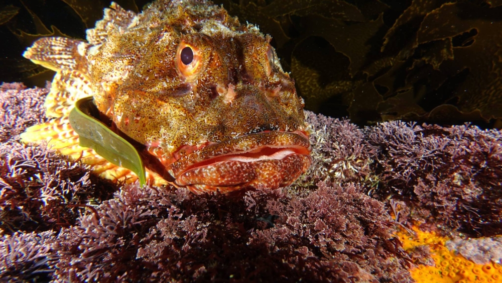 Scorpion-and-moray-by-Simone