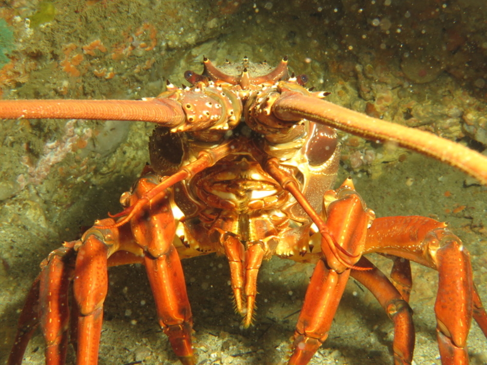 18.09.14 Calypso DS 69