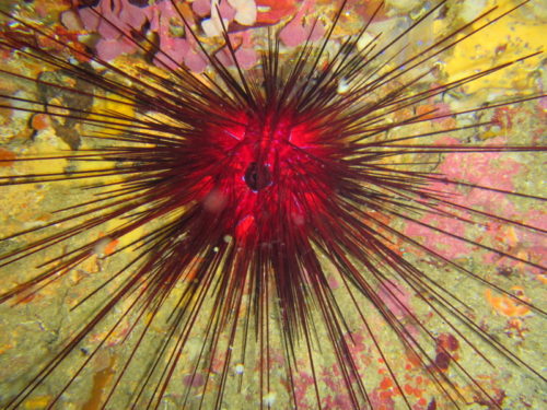 08.10.14-Bright-Arrow-38