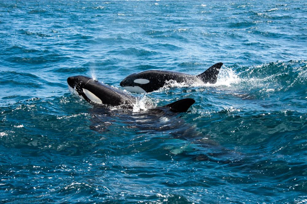 double-orca-rainbow.jpg