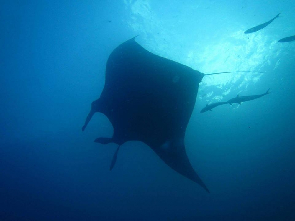 12400613 10156558119475128 3552360770669463881 n