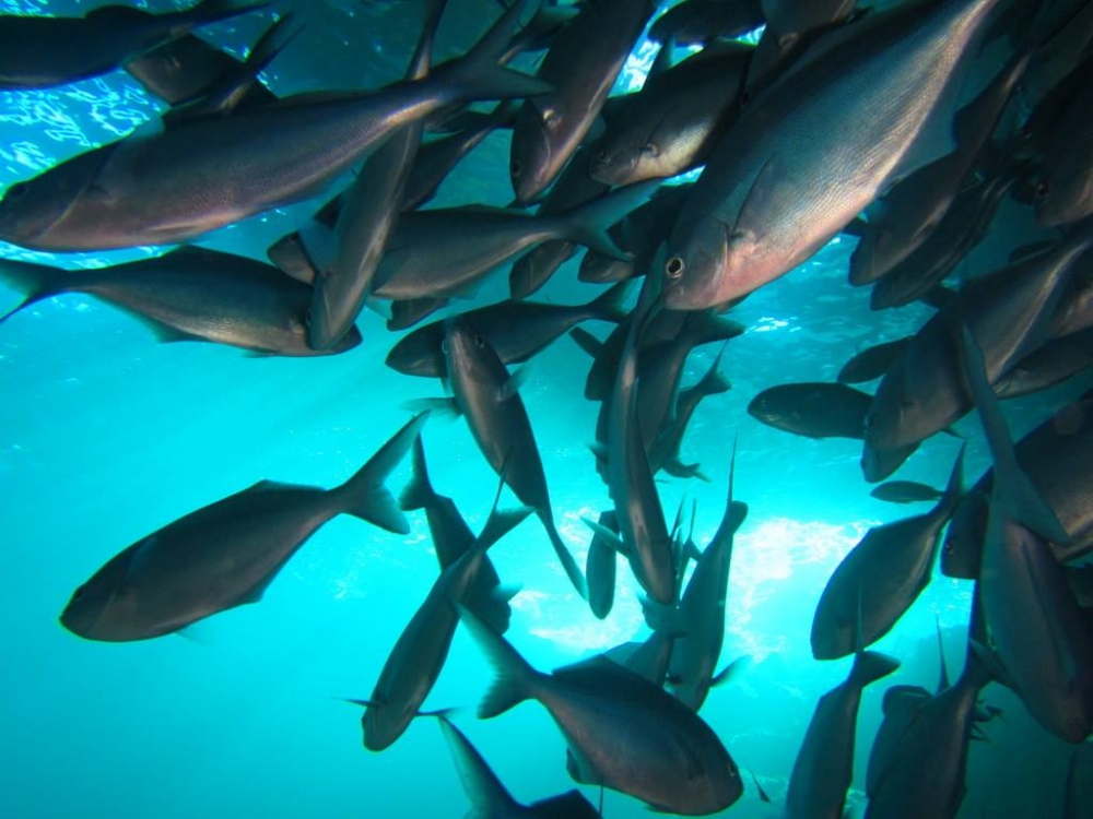 13569043 10157256117065128 7482046125968344870 o