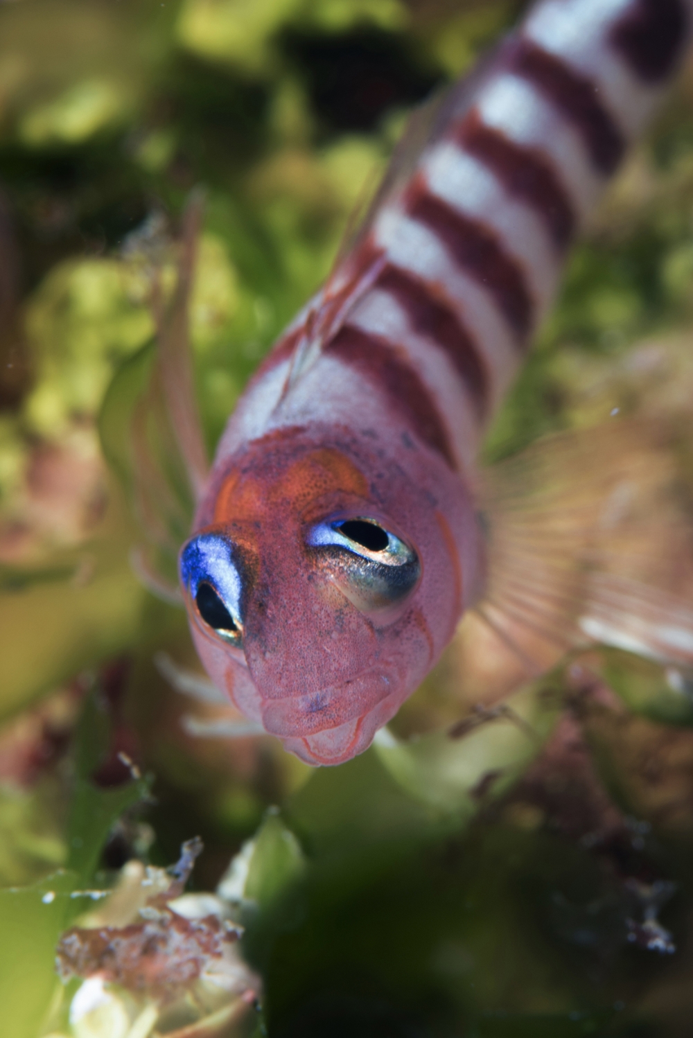 Blue-Eyed-Triplefin-2