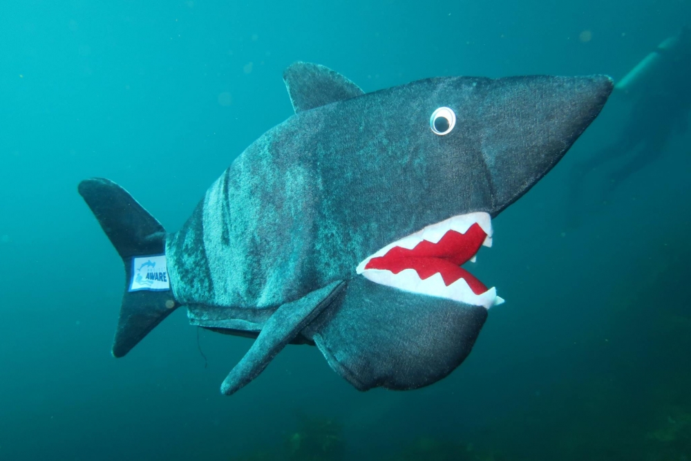 Project-Aware-Shark-hat