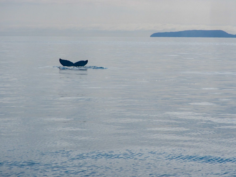 Whale-Tail
