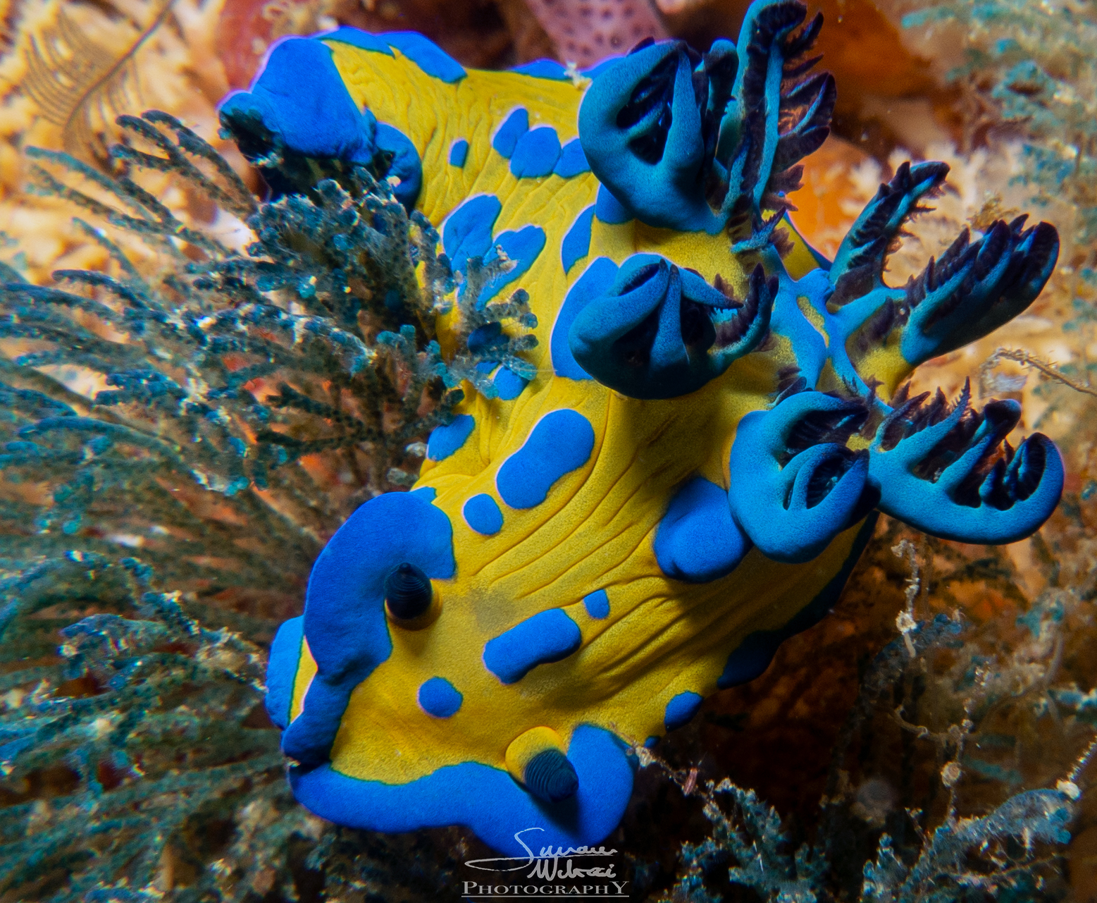 tambja-nudi.jpg